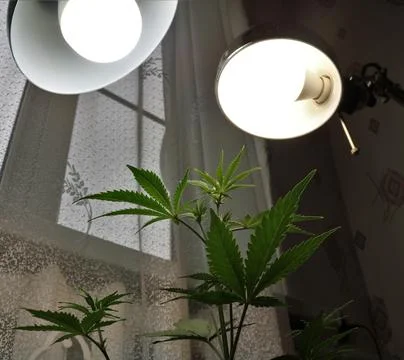Growing cannabis at home using table lamps Foto stock