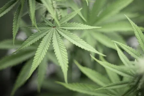 Growing Cannabis Stock Photos