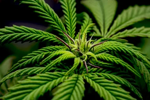Growing Cannabis Timelapse Stock Footage 228489603