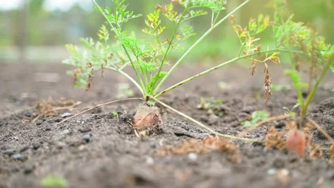 Growing carrots in the ground close-up on a blurred background. Ripe orange Stock Footage 229779398