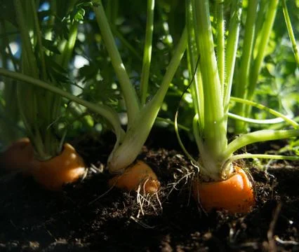 Growing carrots 库存照片