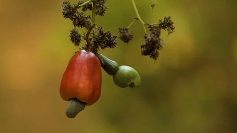 Growing cashew fruit on a tree Stock Footage 119214419