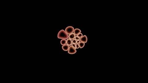 Growing Cell Sheet Reaches Full Confluence And Arrests Stock Footage 344512440