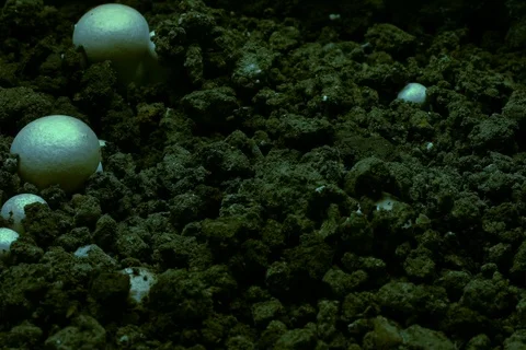 Growing champignon, common mushroom, button mushroom. Timelapse Video stock 109548170