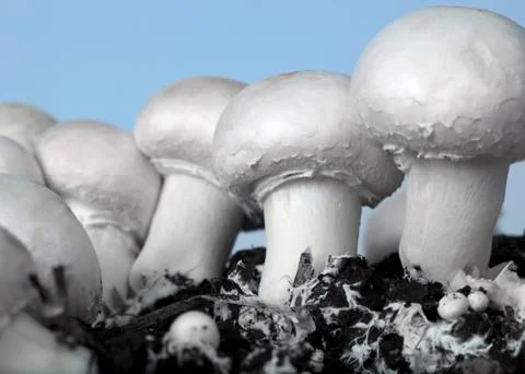 Growing champignon Stock Photos