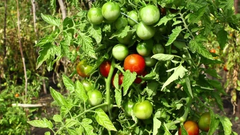 Growing Cheri Tomatoes. Crop tomatoes in bunches. Stock Footage 150146089