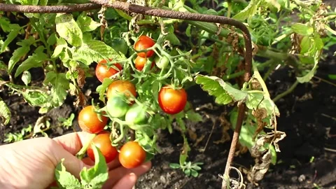 Growing Cheri Tomatoes. Crop tomatoes in bunches. Stock Footage