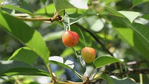 Growing cherries close up Stock Footage 135073563