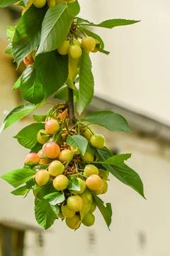 Growing cherries Stock Photos