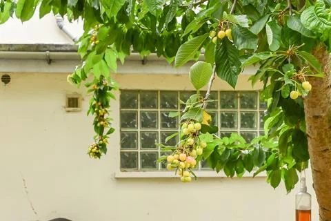 Growing cherries on a tree Stock Photos