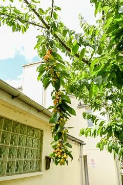 Growing cherries on a tree Stock Photos