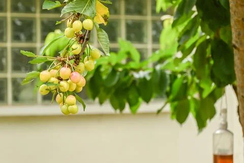 Growing cherries on a tree Stock Photos