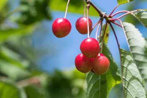 Growing cherries on a twig Stock Photos