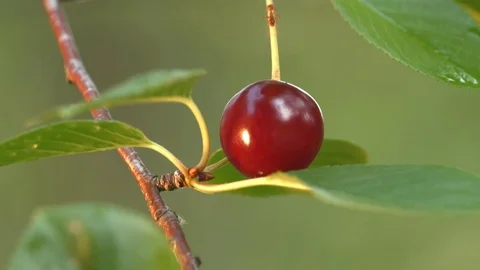 Growing cherry and the ant. Close-up. Stockbeeldmateriaal 70192384