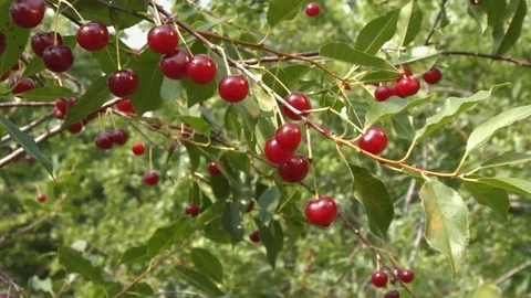 Growing cherry. Close-up. Stock-Footage 70192442