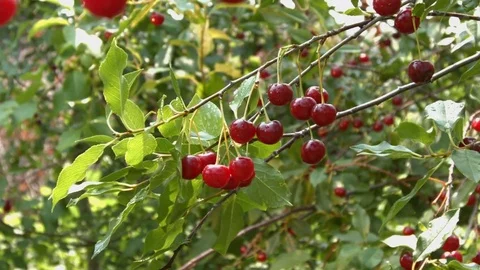Growing cherry. Close-up. Видео 70192812