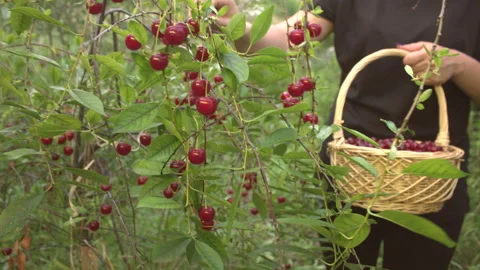 The growing cherry. Picking cherry. Видео 113197665