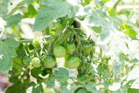 Growing cherry tomato Stock Photos