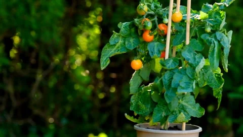 Growing cherry tomatoes. Cherry tomatoes bush in a pot. Stock Footage 241082425