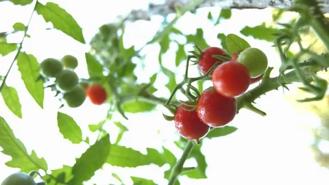Growing cherry tomatoes. Close-up. Stock Footage 73935202