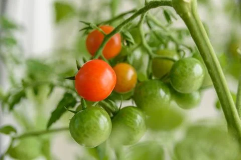 Growing cherry tomatoes close up Stock Photos