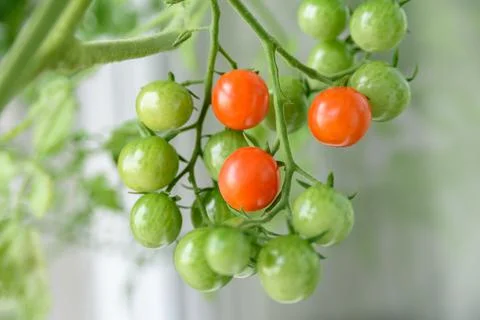 Growing cherry tomatoes close up Stock Photos