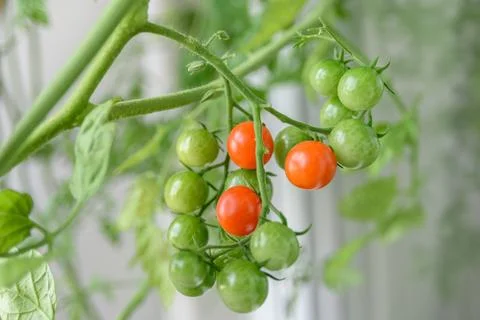 Growing cherry tomatoes close up Stock Photos