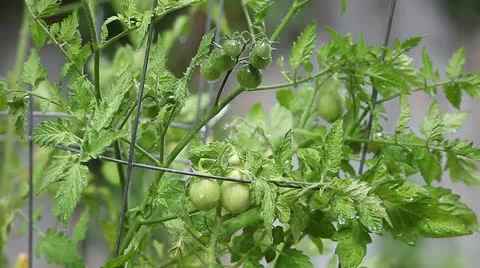 Growing cherry tomatoes Stock Footage 21966627