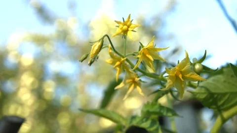 Growing cherry tomatoes. Видео 73935046