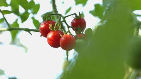 Growing cherry tomatoes. 動画素材 73935088
