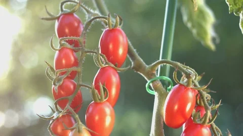 Growing cherry tomatoes. Stockbeeldmateriaal 79705687