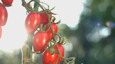 Growing cherry tomatoes in the sunlight. Stock Footage 79705710