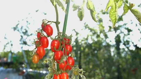 Growing cherry tomatoes in the sunlight. Stock-Footage 79705719