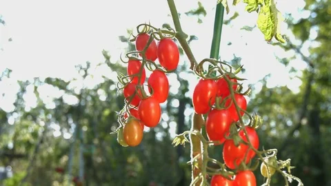 Growing cherry tomatoes in the sunlight. Stock-Footage 79705732