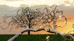 Growing cherry tree flowers Stock After Effects