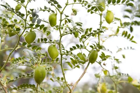 Growing chickpeas. Stock Photos
