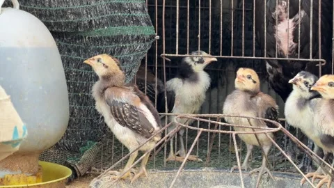 Growing chicks roam next to a simple chicken cage in the countryside, pecking Stock Footage 327138029