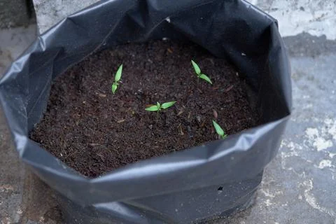 Growing Chilli plants Stock Photos