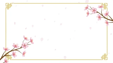 Growing Chinese styled line frame and Blooming Cherry blossom Stock Footage 100742475