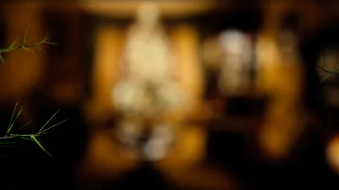 Growing Christmas tree branches Stock Footage 99311009