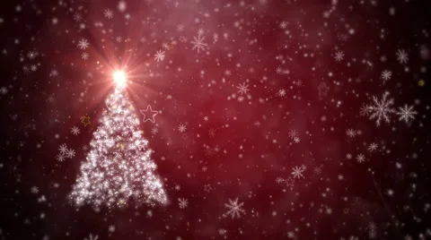 Growing Christmas tree Stock Footage 56557969