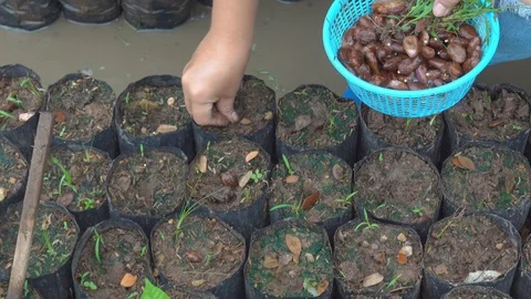 Growing cocoa with cocoa beans in cocoa farm Stock Footage 116496754