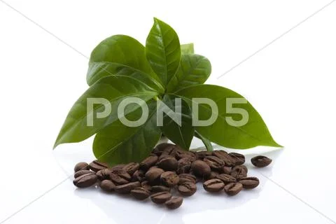 Growing coffee plant Stock Photos