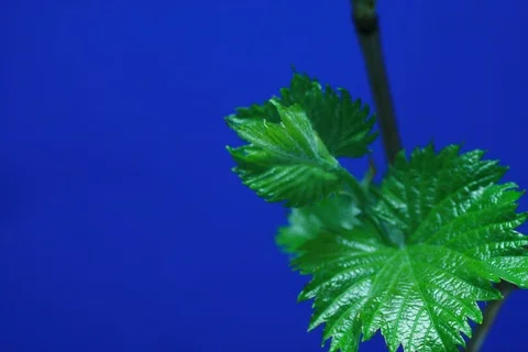 Growing common grape vine. Timelapse colour key Stock Footage 112356072