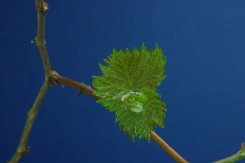 Growing common grape vine. Timelapse colour key Stock Footage 112359691