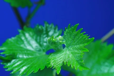 Growing common grape vine. Timelapse colour key Stock Footage 112359721