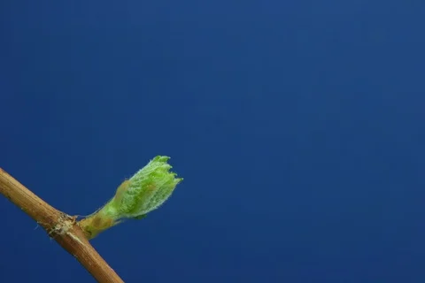 Growing common grape vine. Timelapse colour key Video stock 112390101