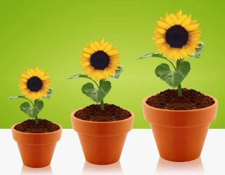 Growing concept Stock Photos