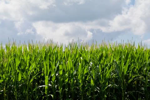 Growing Corn Background Half Sky Stock Photos