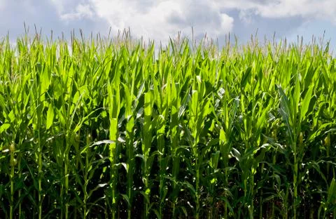 Growing Corn Background Stock Photos